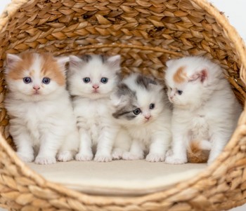 Scottish Fold  kittens - Excellent Blood