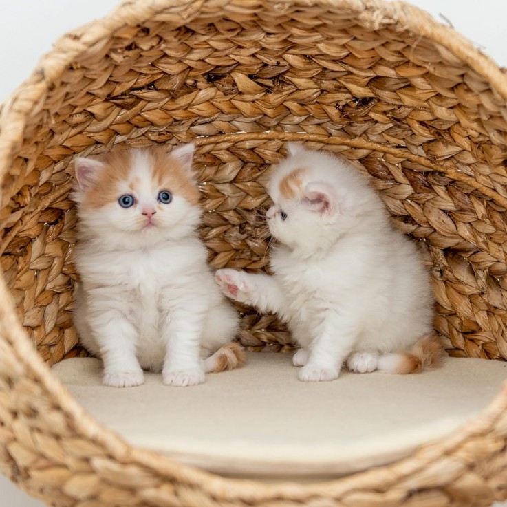 Scottish Fold  kittens - Excellent Blood