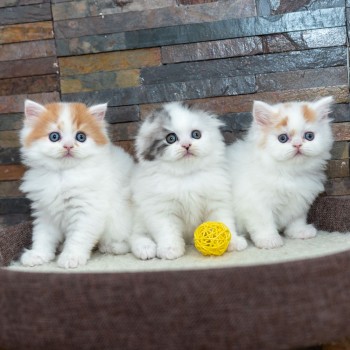 Scottish Fold  kittens - Excellent Blood