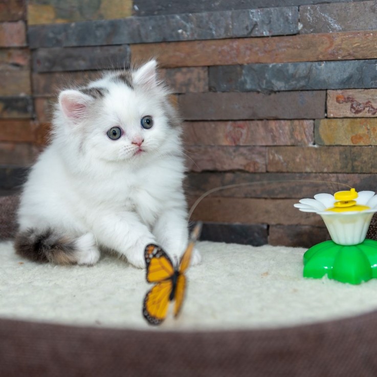 Scottish Fold  kittens - Excellent Blood