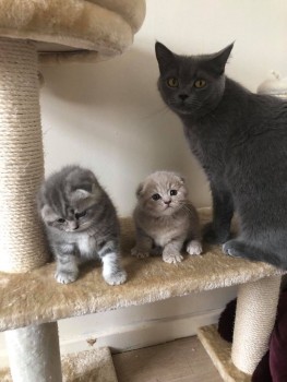 Scottish Fold  kittens - Excellent Blood