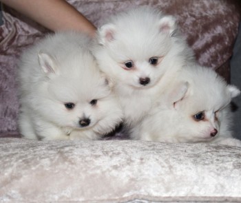 OUTSTANDING POMERANAIN PUPPIES FOR SALE