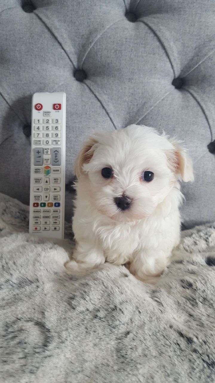 Gorgeous Maltipoo puppies all ready