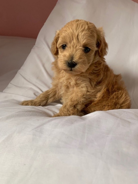 Gorgeous Maltipoo puppies all ready