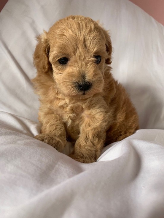 Gorgeous Maltipoo puppies all ready