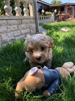 Awesome Maltipoo puppies for Sale