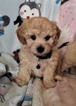 Awesome Maltipoo puppies for rehoming