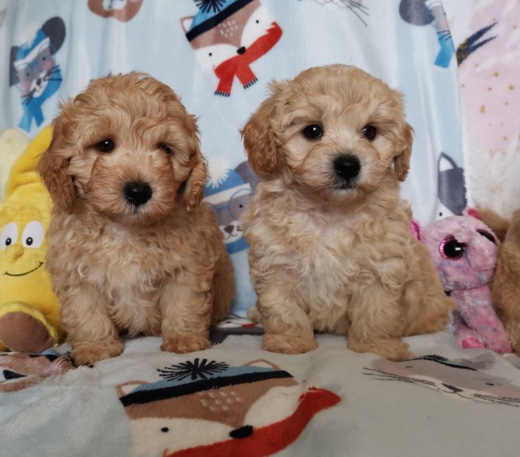 Awesome Maltipoo puppies for rehoming