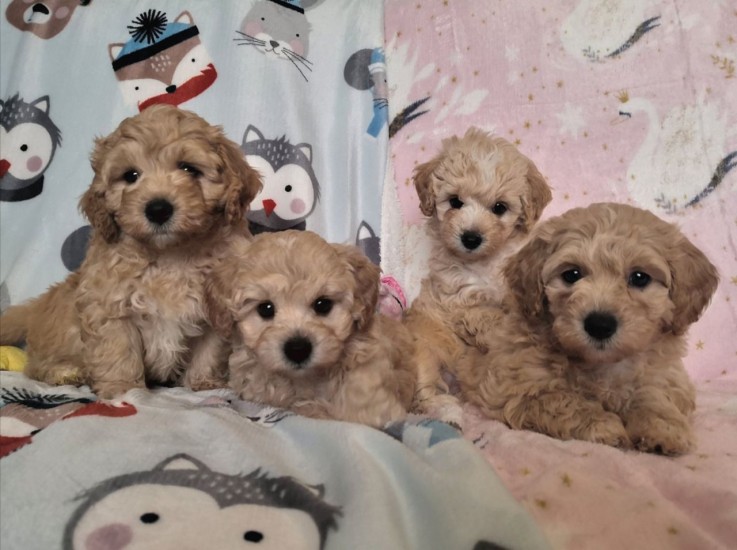 Awesome Maltipoo puppies for rehoming