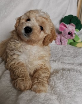 Awesome Maltipoo puppies all ready