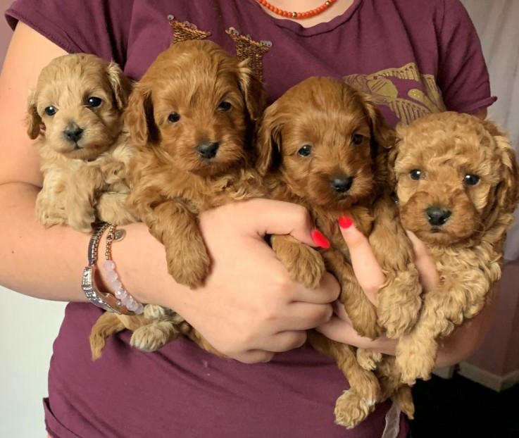 Awesome Maltipoo puppies all ready