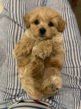 Awesome Maltipoo puppies all ready