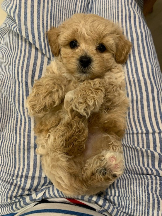 Awesome Maltipoo puppies all ready