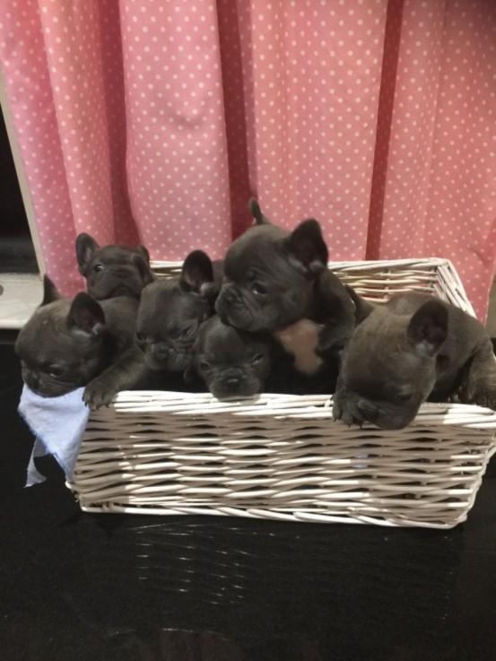 Beautiful French Bulldog Puppies