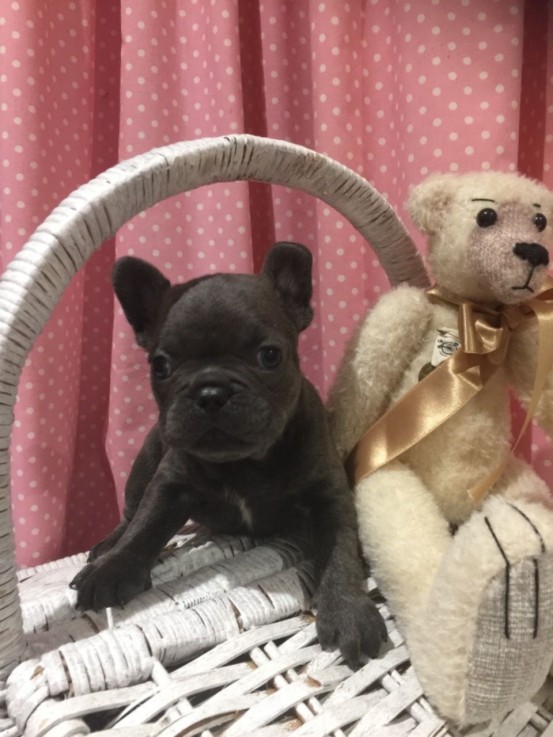 Beautiful French Bulldog Puppies