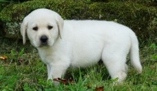 Labrador Retriever pure breed healthy ma