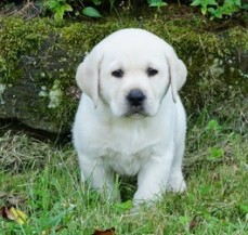 Labrador Retriever pure breed healthy ma