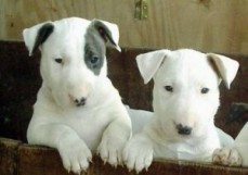 Lovely Looking Bullterrier Puppies Ready