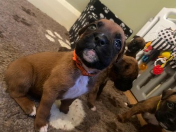 KC registered beautiful Boxer Puppies