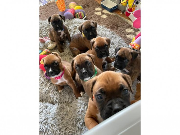 KC registered beautiful Boxer Puppies