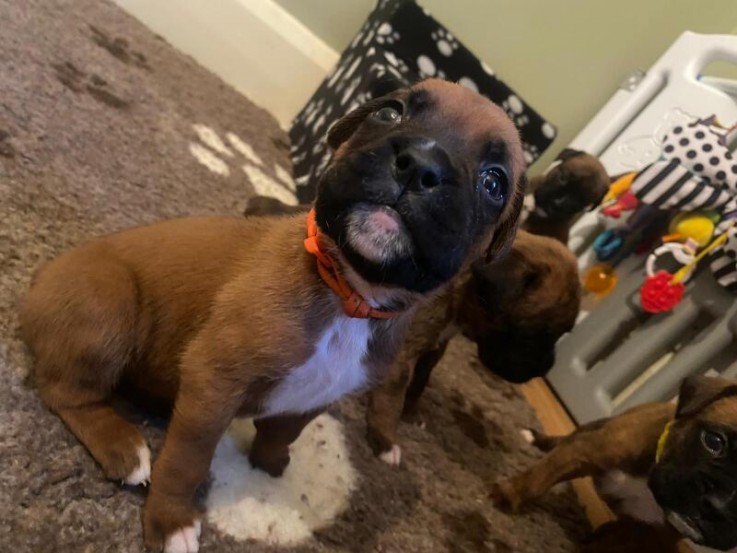 KC registered beautiful Boxer Puppies