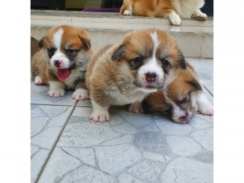 Stunning welsh corgi puppies for sale, 