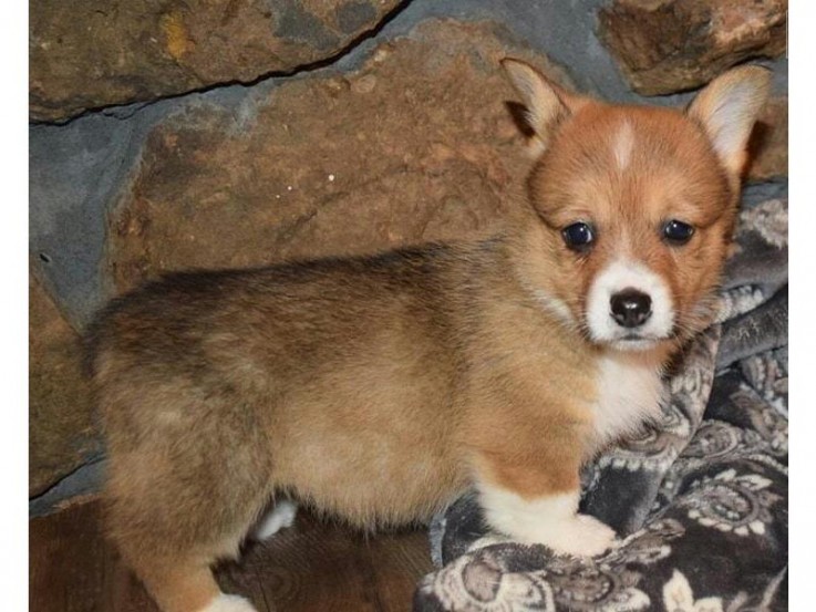 Stunning welsh corgi puppies for sale, 