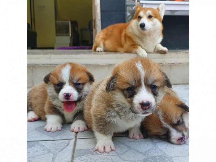 Stunning welsh corgi puppies for sale, 