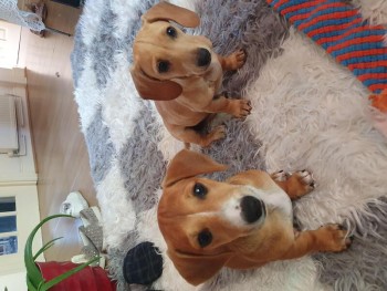 Dachshund puppies for sale