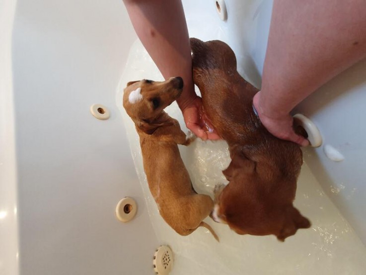 Dachshund puppies for sale