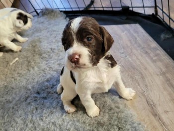 COCKAPOO PUPPY F1 CROSS