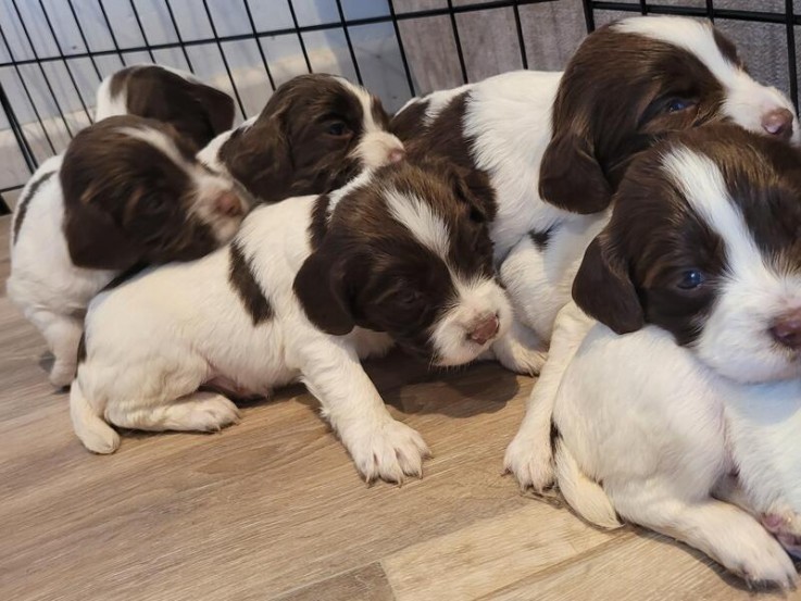 COCKAPOO PUPPY F1 CROSS