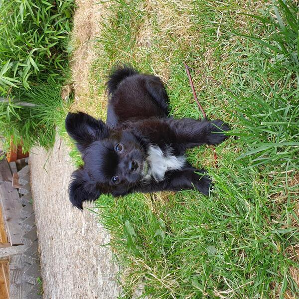 Pomchi x Japanese Chin Puppy