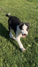 Registered Border Collie Pups