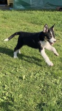 Registered Border Collie Pups