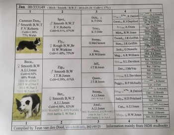 Registered Border Collie Pups