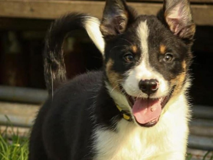 Registered Border Collie Pups