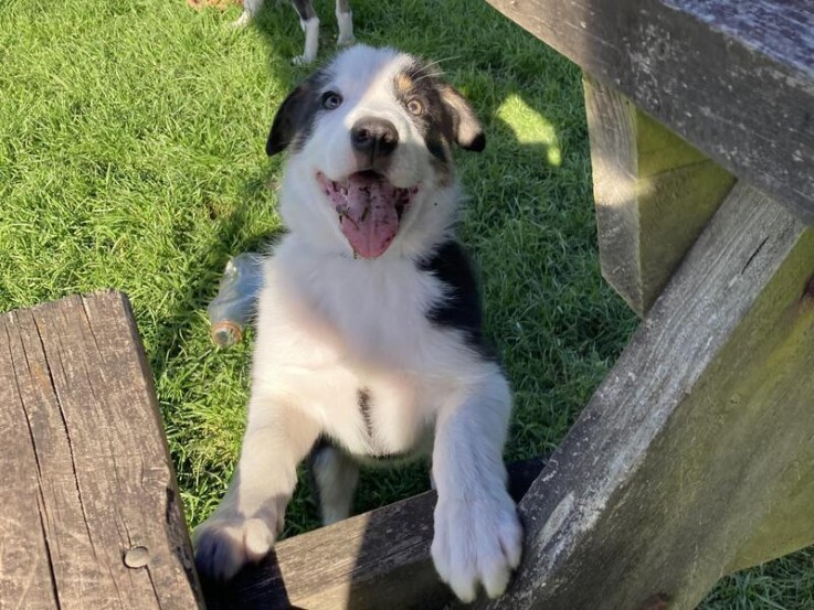 Registered Border Collie Pups