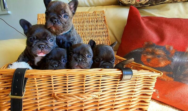 French bulldog puppies.