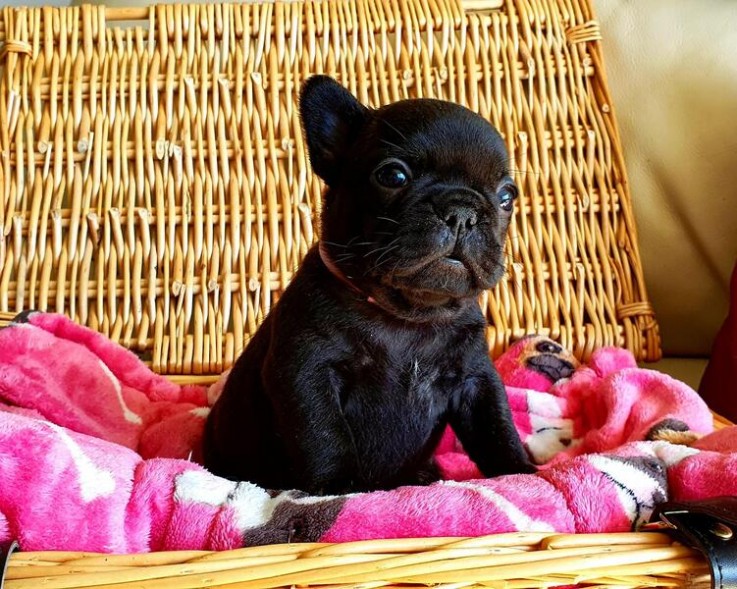 French bulldog puppies.