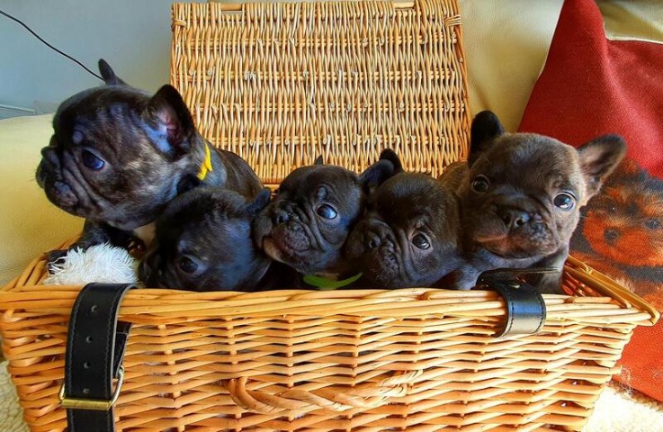 French bulldog puppies.