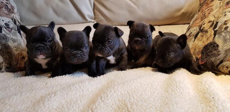 French bulldog puppies.