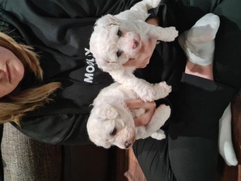 Bichon frise puppies