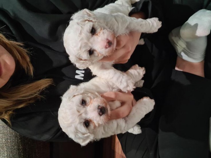 Bichon frise puppies