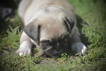 Pug Puppy Puppies, 2 boys, black, fawn p