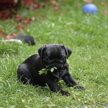 Pug Puppy Puppies, 2 boys, black, fawn p