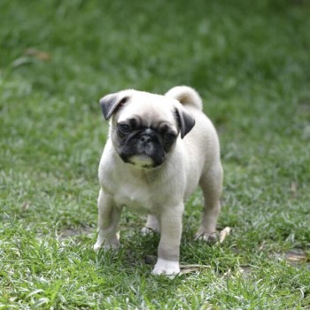 Pug Puppy Puppies, 2 boys, black, fawn p