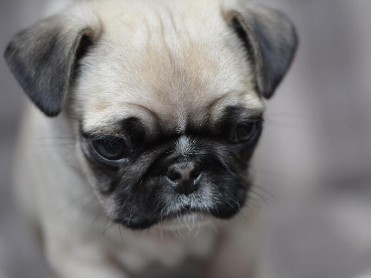 Pug Puppy Puppies, 2 boys, black, fawn p