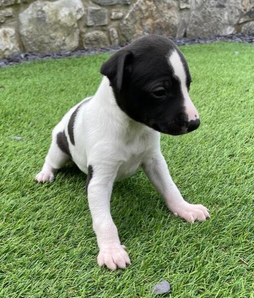 Gorgeous KC Whippet Pups