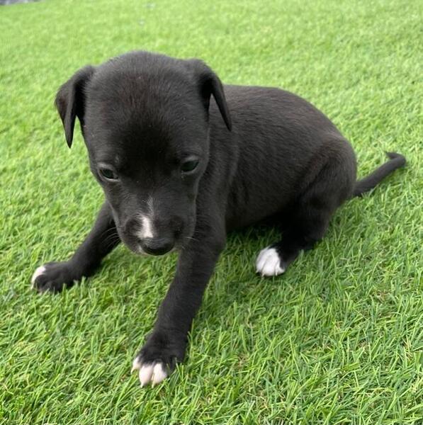 Gorgeous KC Whippet Pups